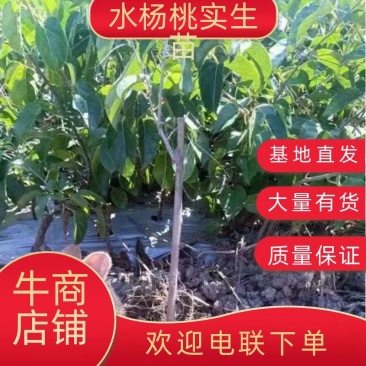 对萼水杨桃实生苗，基地一手货源，诚信经营质量保证欢迎来电