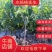 对萼水杨桃实生苗，基地一手货源，诚信经营质量保证欢迎来电