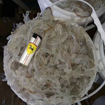 野生珊瑚海蜇丝批发