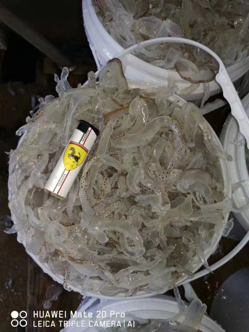 野生珊瑚海蜇丝批发