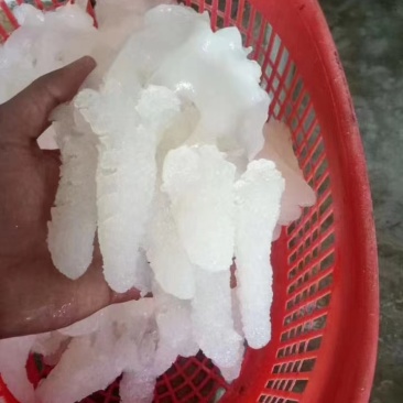 野生八爪海蜇头