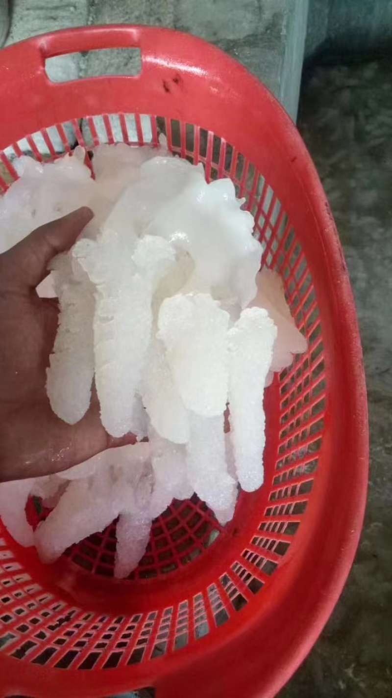 野生八爪海蜇头
