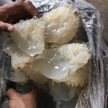 野生短花海蜇头