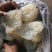 野生短花海蜇头