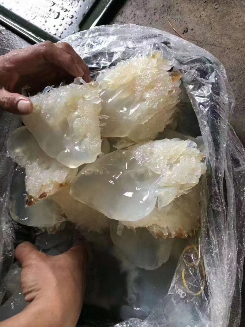 野生短花海蜇头