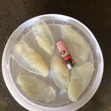 小花叶片海蜇头野生捕捞加工
