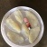 小花叶片海蜇头野生捕捞加工