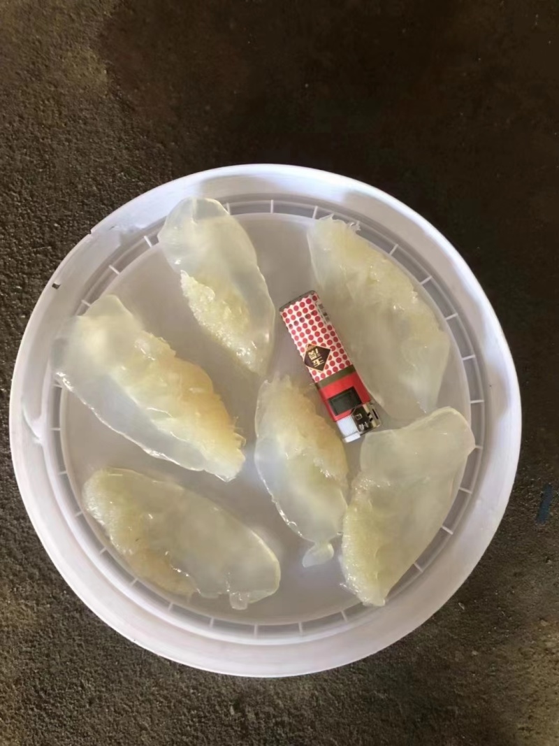 小花叶片海蜇头野生捕捞加工