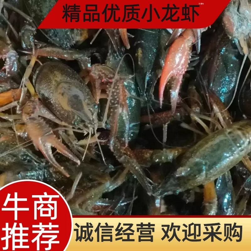 小龙虾基地直供，品质保证，欢迎下单洽谈。（下单请先咨询）