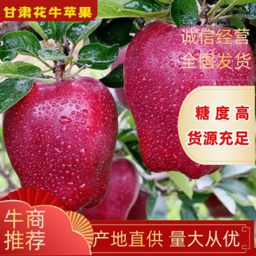 甘肃花牛苹果蛇果，产地直供，糖度高，一件代发
