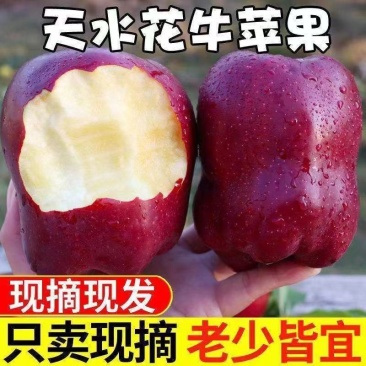 甘肃天水花牛一件代发