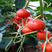 短蔓红蜜南瓜种子高产板栗南瓜种子早熟日本南瓜红栗种子抗病