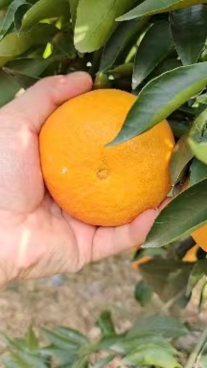 通货江西【精品】赣南脐橙十件起发货欢迎