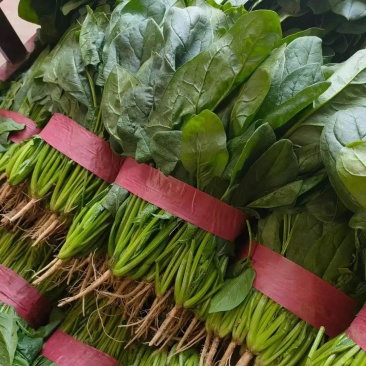 精品菠菜大叶菠菜，新鲜采摘，质量保证一手货源量大优惠