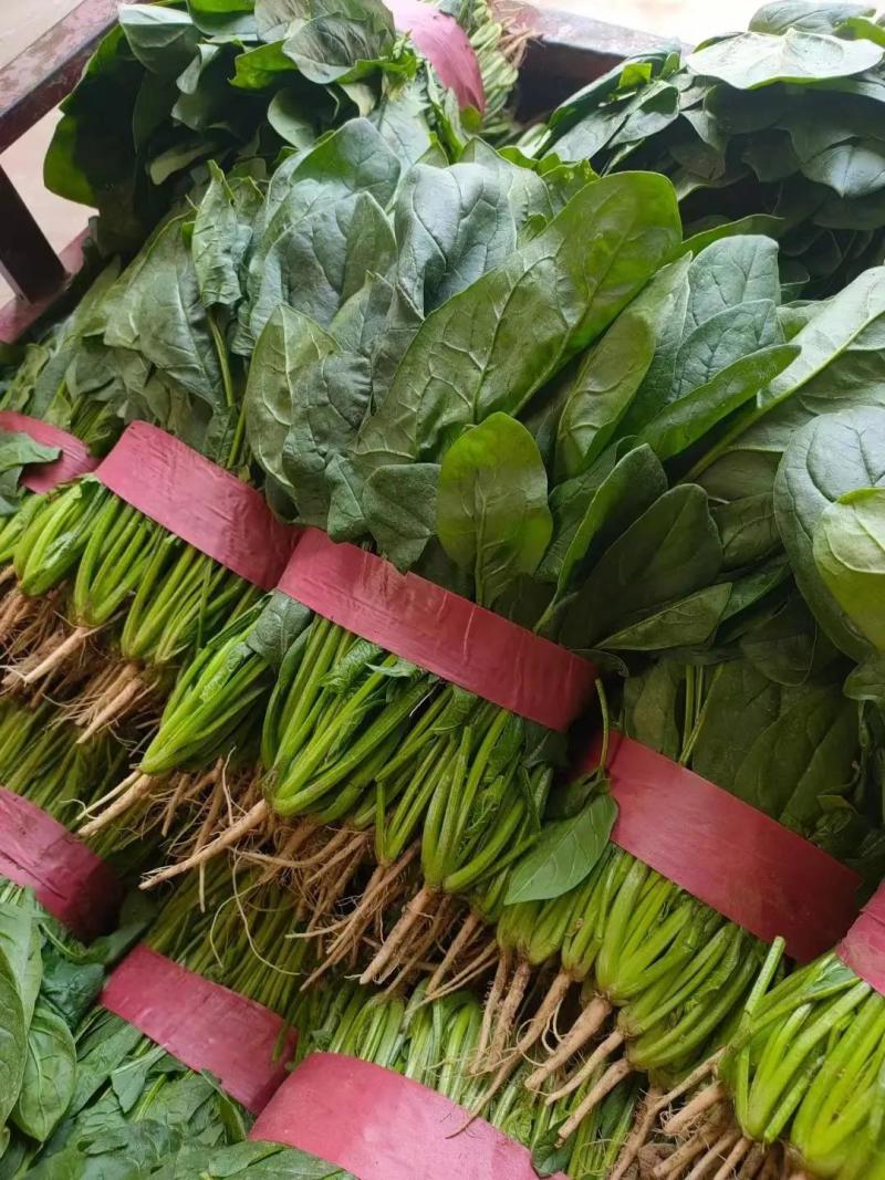 精品菠菜大叶菠菜，新鲜采摘，质量保证一手货源量大优惠