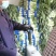 山东临沂红莴笋一手货源品质保障量大优惠来电咨询