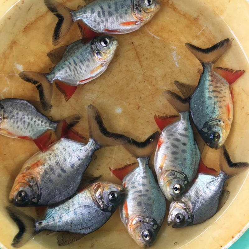 优质淡水鲳鱼苗白鲳鱼苗红鲳鱼苗活体热带养殖鱼