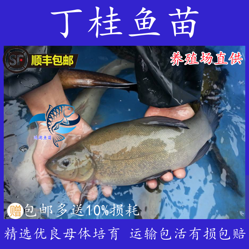 优质丁桂鱼苗丁岁苗须岁鱼苗量大从优规格齐全渔场直供