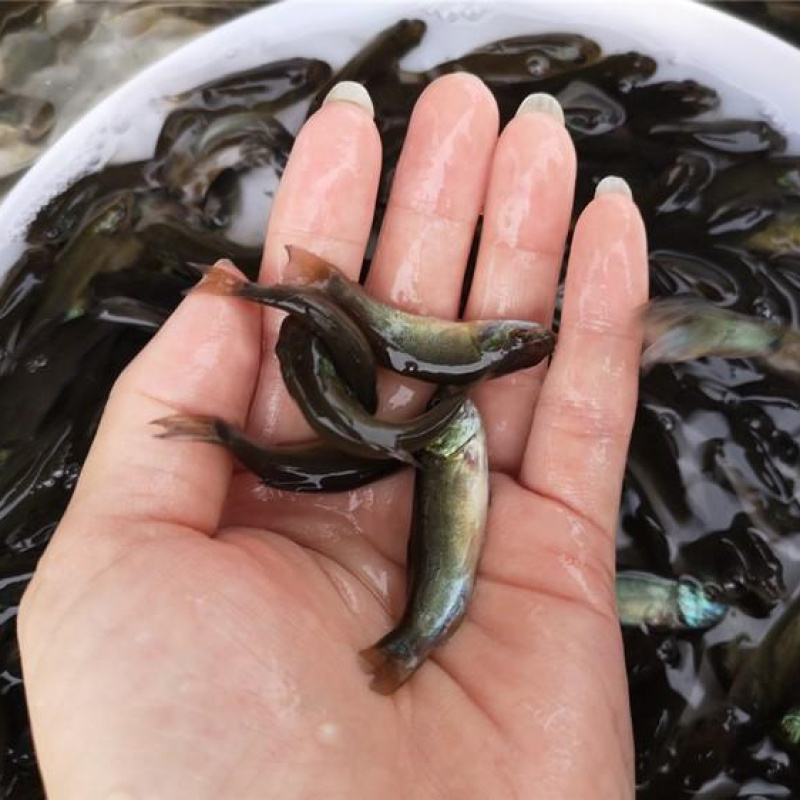 优质丁桂鱼苗丁岁苗须岁鱼苗量大从优规格齐全渔场直供