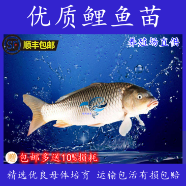 鲤鱼苗\建鲤鱼苗快大种\稻田养殖鲤鱼苗\放生鱼苗\养殖场