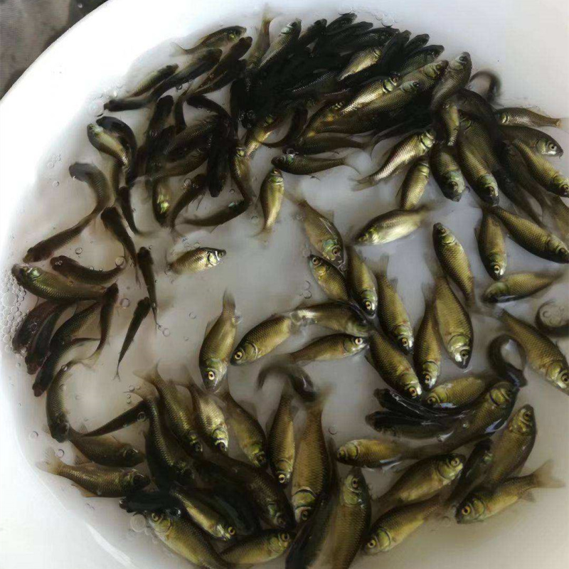 鲤鱼苗\建鲤鱼苗快大种\稻田养殖鲤鱼苗\放生鱼苗\养殖场