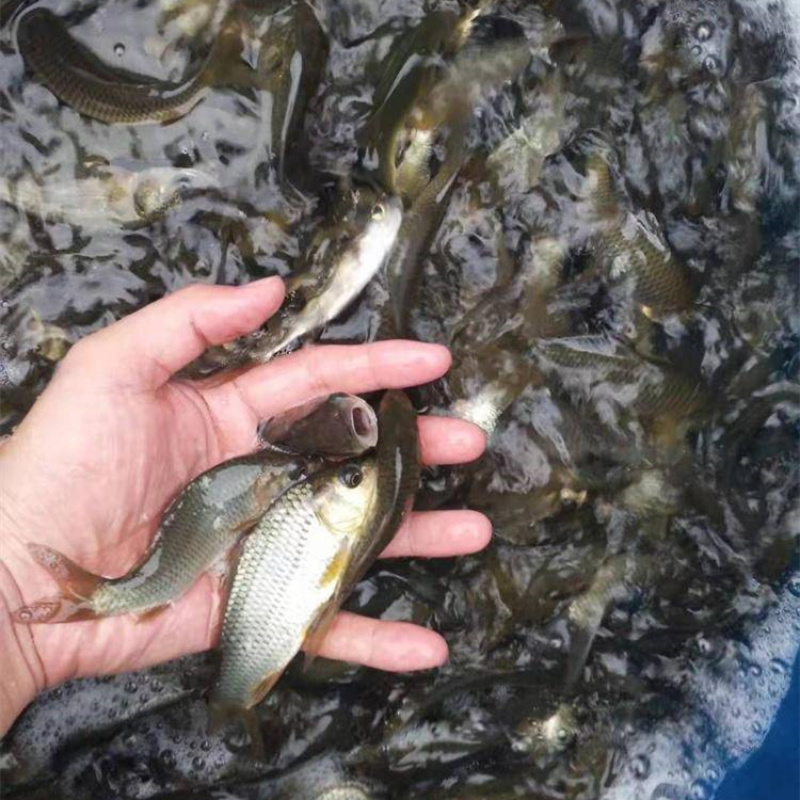 鲤鱼苗\建鲤鱼苗快大种\稻田养殖鲤鱼苗\放生鱼苗\养殖场