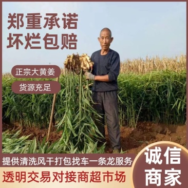 红芽鲜姜大黄姜小黄姜产地货源代收代售量大从优