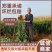 红芽鲜姜大黄姜小黄姜产地货源代收代售量大从优