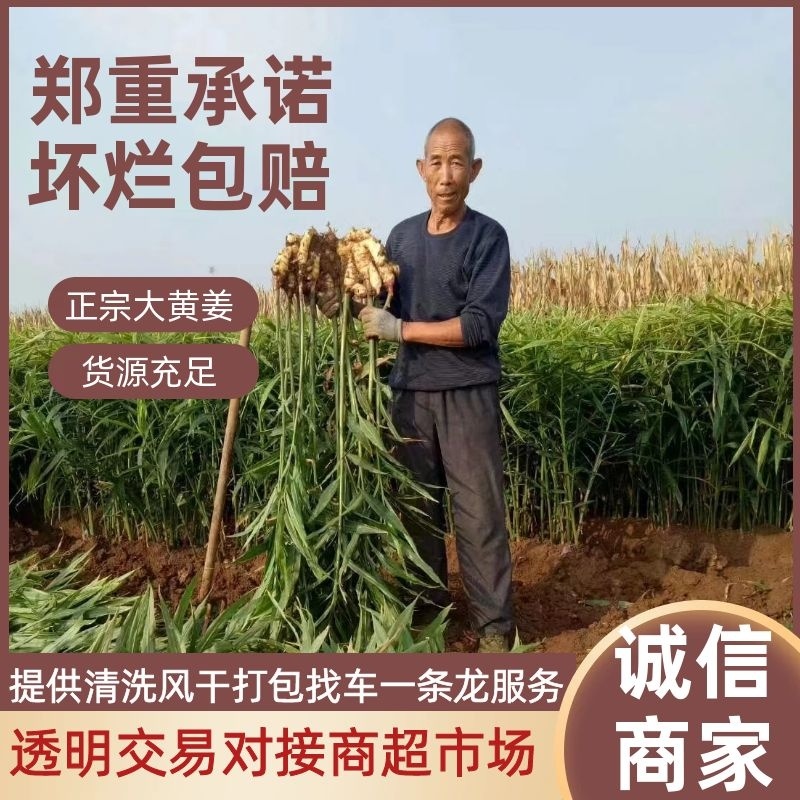 红芽鲜姜大黄姜小黄姜产地货源代收代售量大从优