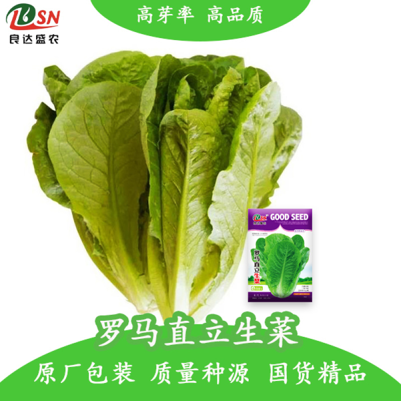 直立生菜孔雀菜汉堡菜良达盛农精心选育提纯出品