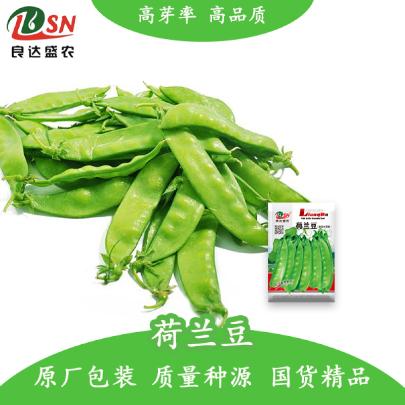 优质荷兰豆种子适应性广口感清脆爽口适应性强