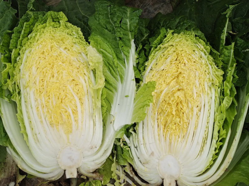 精品黄心大白菜产地直供，一手货源，代发全国！