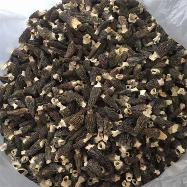 羊肚菌