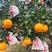 爱媛38果冻橙，社区团购，电商平台，商超，档口批一手货源