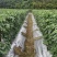 朝天椒苗小米椒苗辣椒苗泰系育苗基地直供