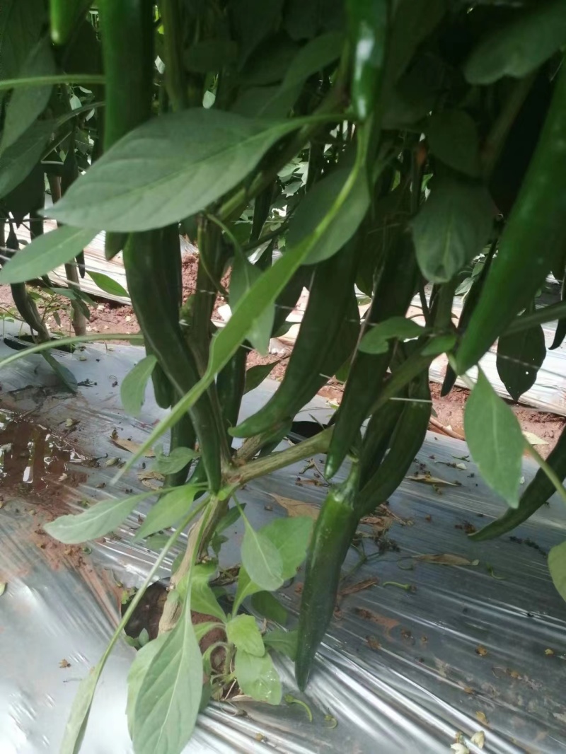 朝天椒苗小米椒苗辣椒苗泰系育苗基地直供