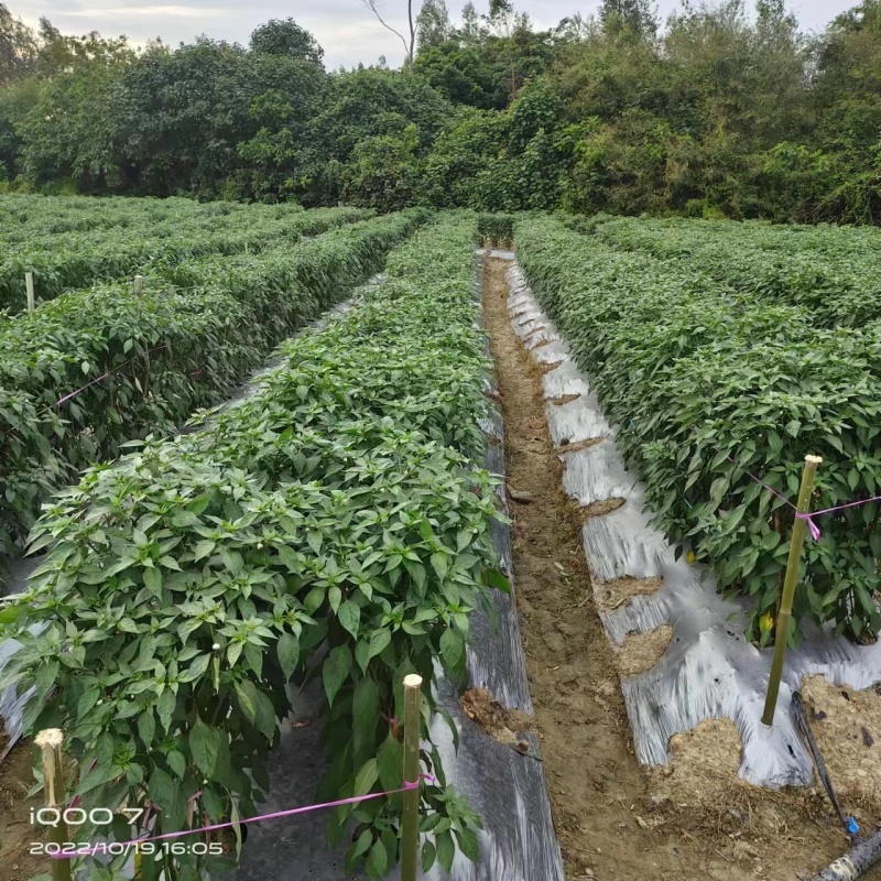 朝天椒苗小米椒苗辣椒苗泰系育苗基地直供