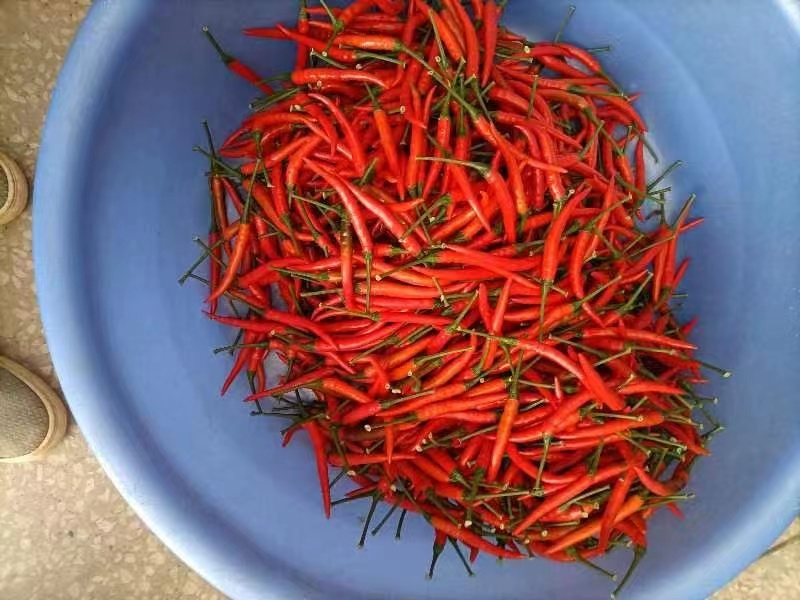 朝天椒苗小米椒苗辣椒苗泰系育苗基地直供