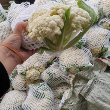 精品有机花菜基地直供一手货源品质保证诚信经营欢迎采购