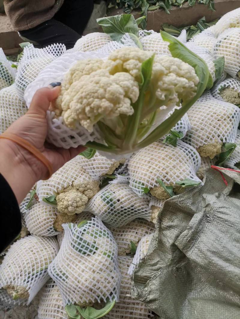 精品有机花菜基地直供一手货源品质保证诚信经营欢迎采购