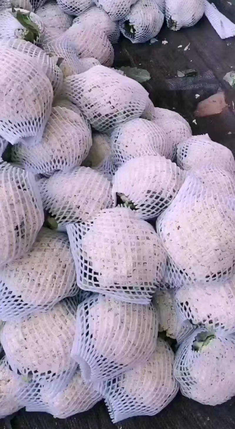 精品有机花菜基地直供一手货源品质保证诚信经营欢迎采购