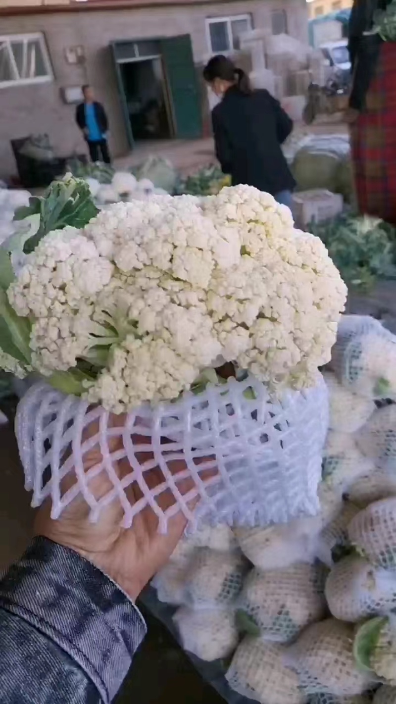 精品有机花菜基地直供一手货源品质保证诚信经营欢迎采购