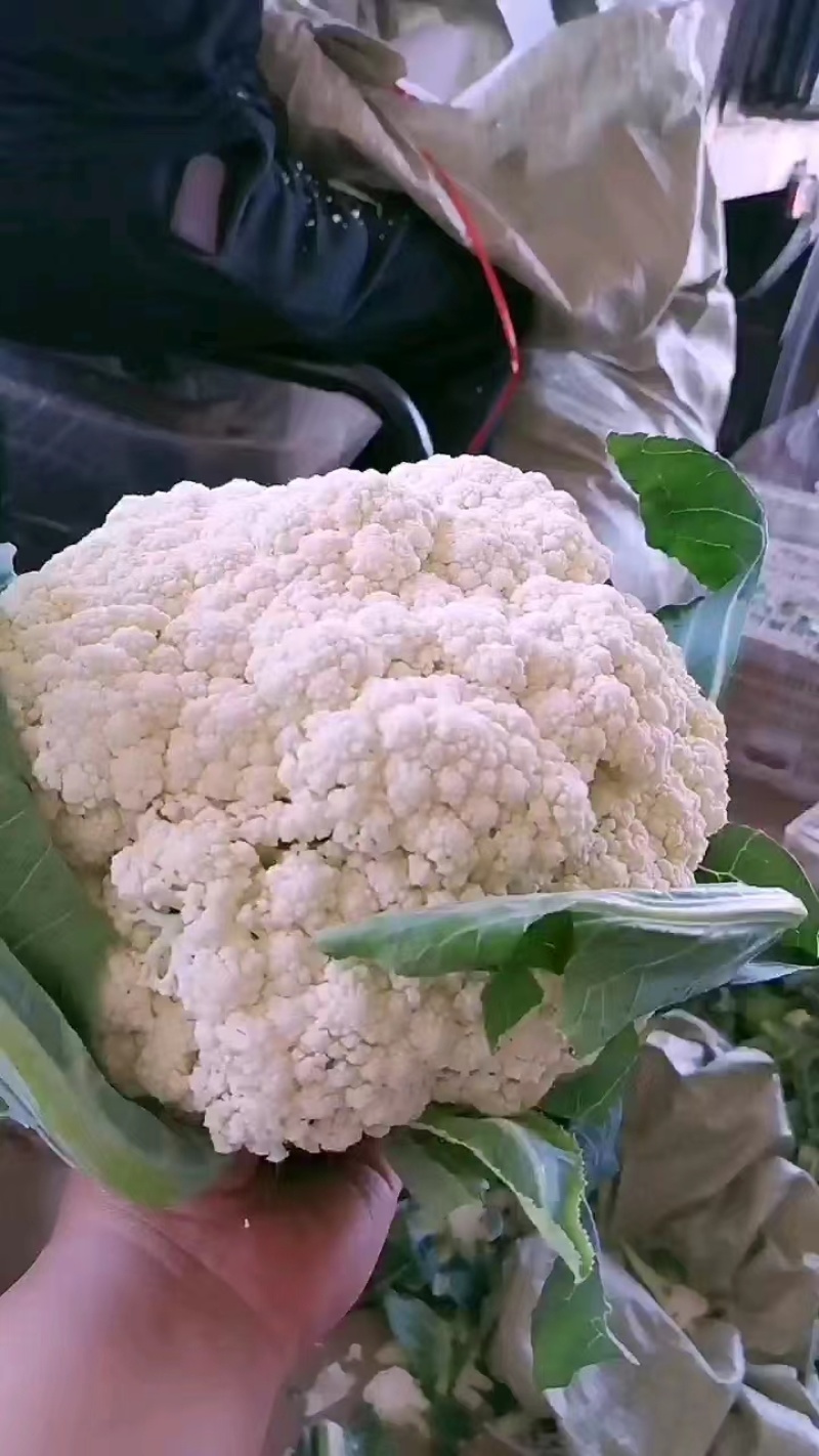 精品有机花菜基地直供一手货源品质保证诚信经营欢迎采购