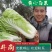 精品砀山黄心大白菜，秋宝义和秋无虫眼，一手货源。