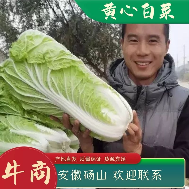 精品砀山黄心大白菜，秋宝义和秋无虫眼，一手货源。