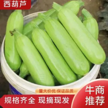 【推荐】优质精品西葫芦产地直供电商品质专业代办量大优惠