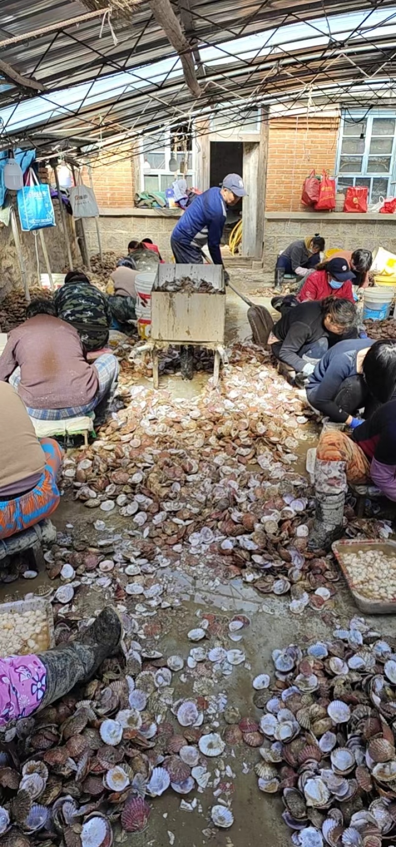 精品港湾贝小红贝一手货源产地直供欢迎各位老板前来咨询