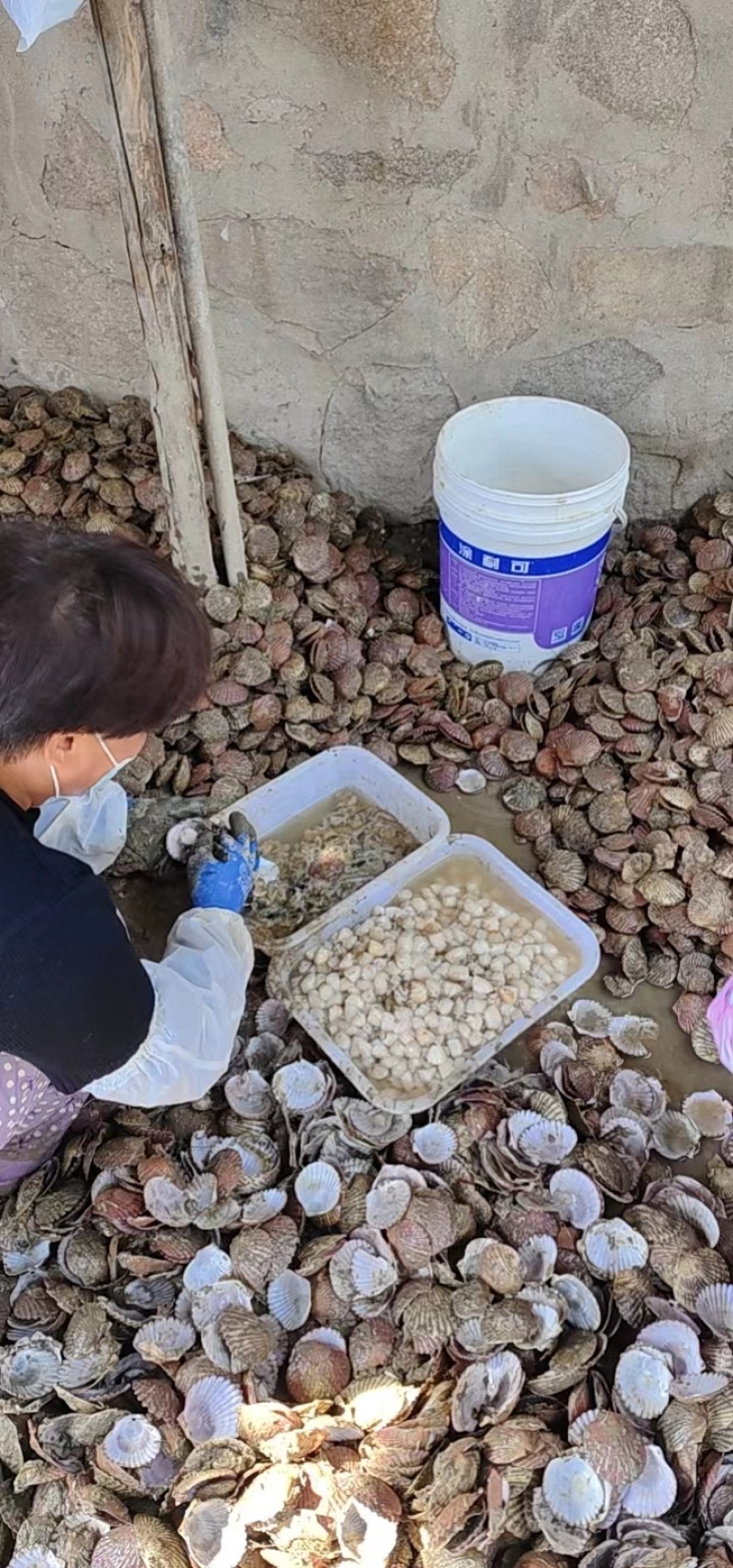 精品港湾贝小红贝一手货源产地直供欢迎各位老板前来咨询