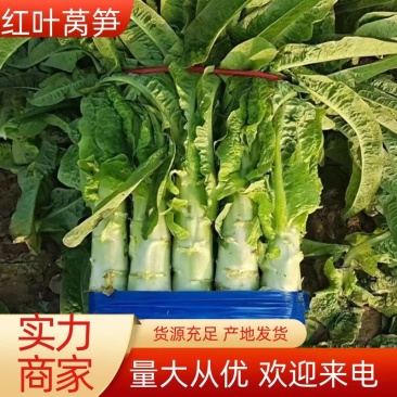 红叶莴笋莴笋莴苣产地发货量大从优欢迎来电咨询