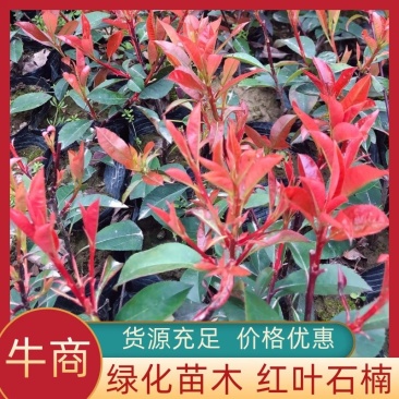 湖北正宗石叶石楠苗，存活率高，大杯，小杯都有。
